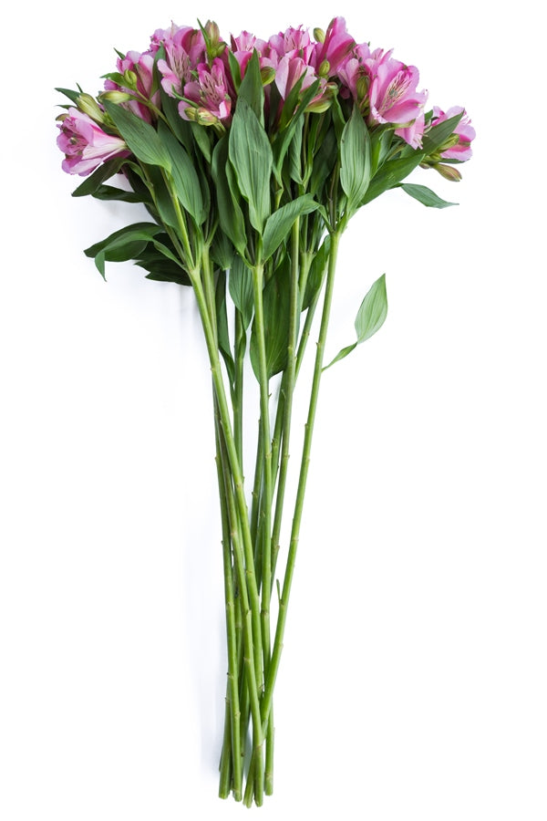 Purple Alstroemeria