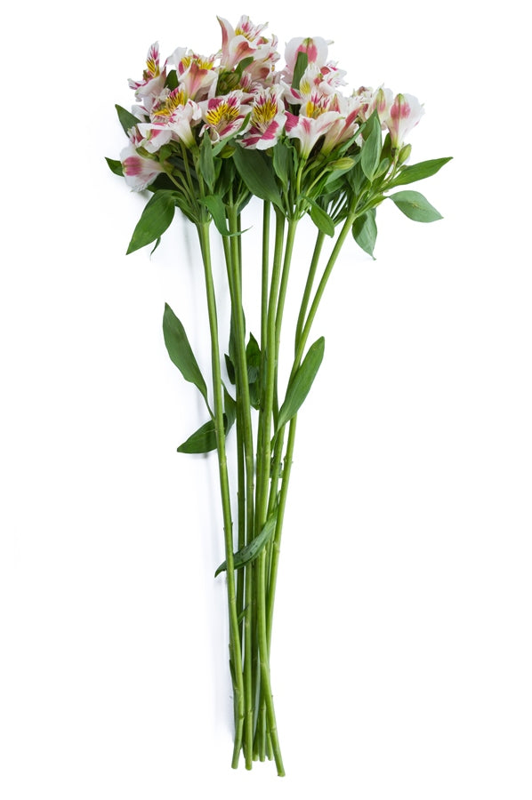 White & Pink Alstroemerias