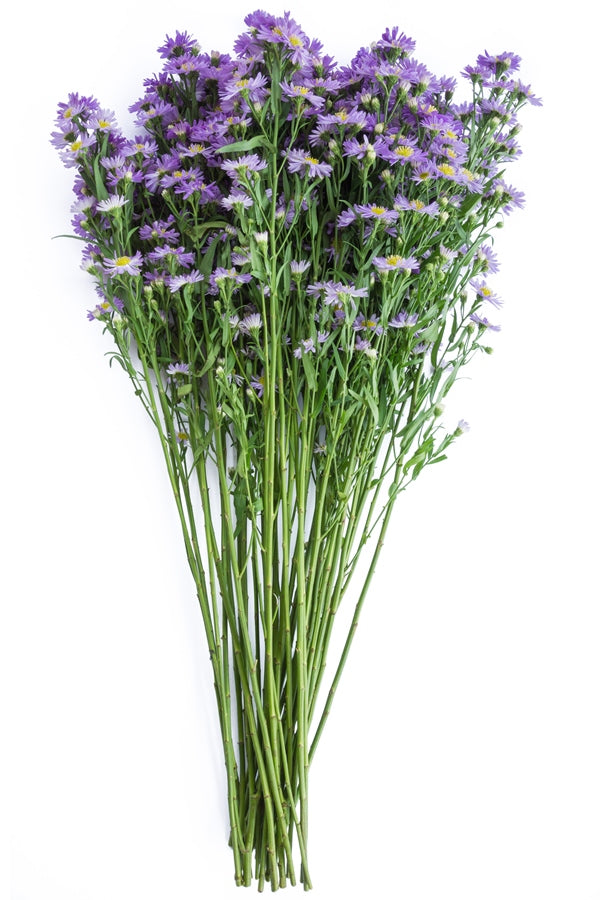 Aster Purple Filler