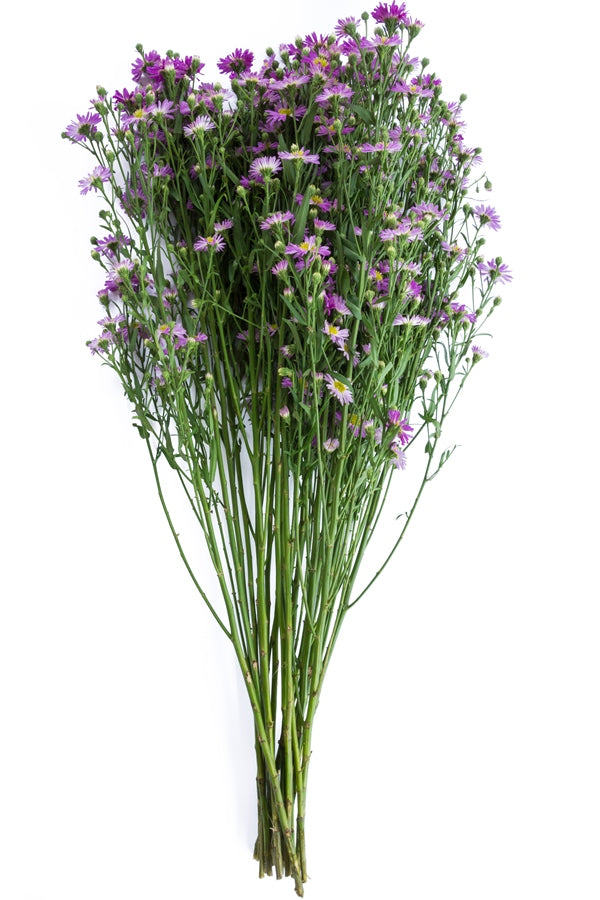 Aster Lavender Filler