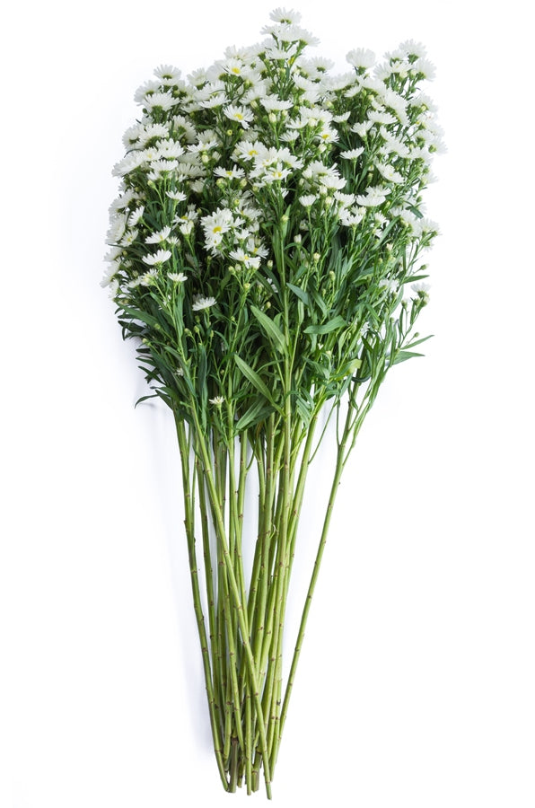 Aster White Filler