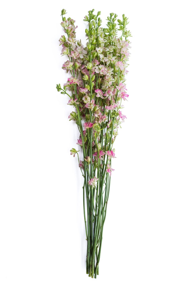 Pink Delphinium