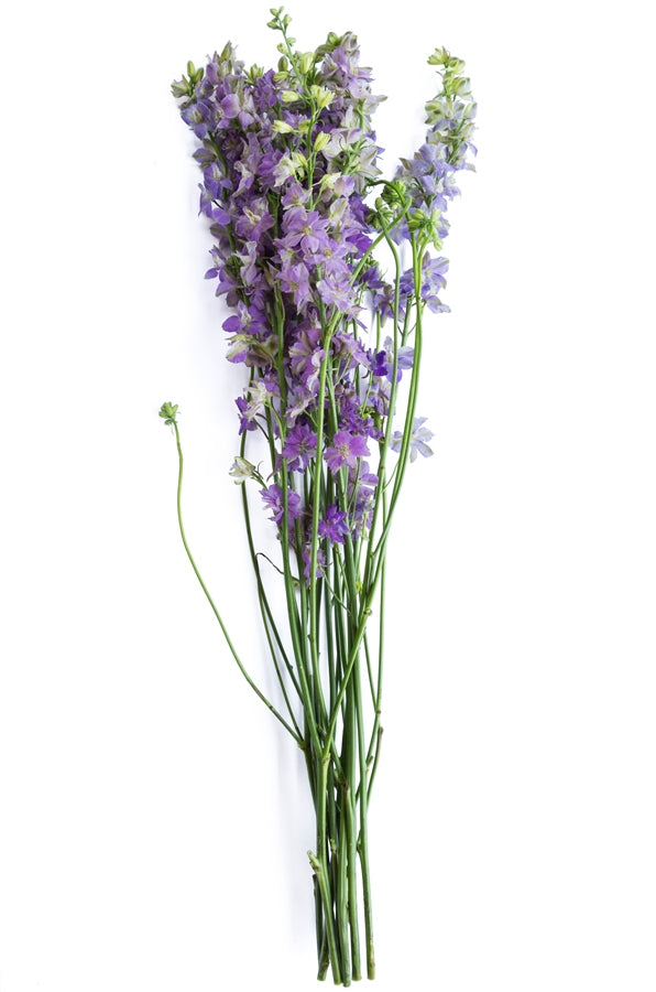 Assorted Delphinium