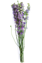 Assorted Delphinium
