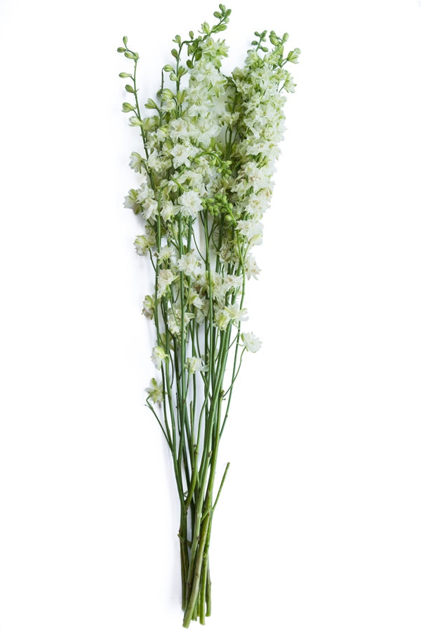White Delphinium Flower