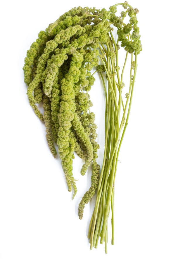 Hanging Green Amaranthus