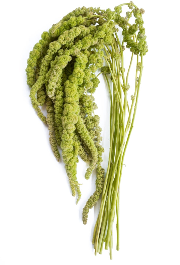 Hanging Green Amaranthus