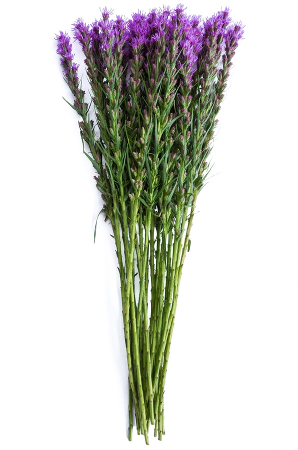 Purple Liatris
