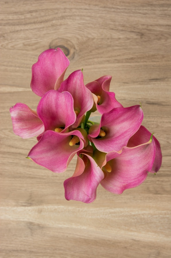 Pink Mini Calla