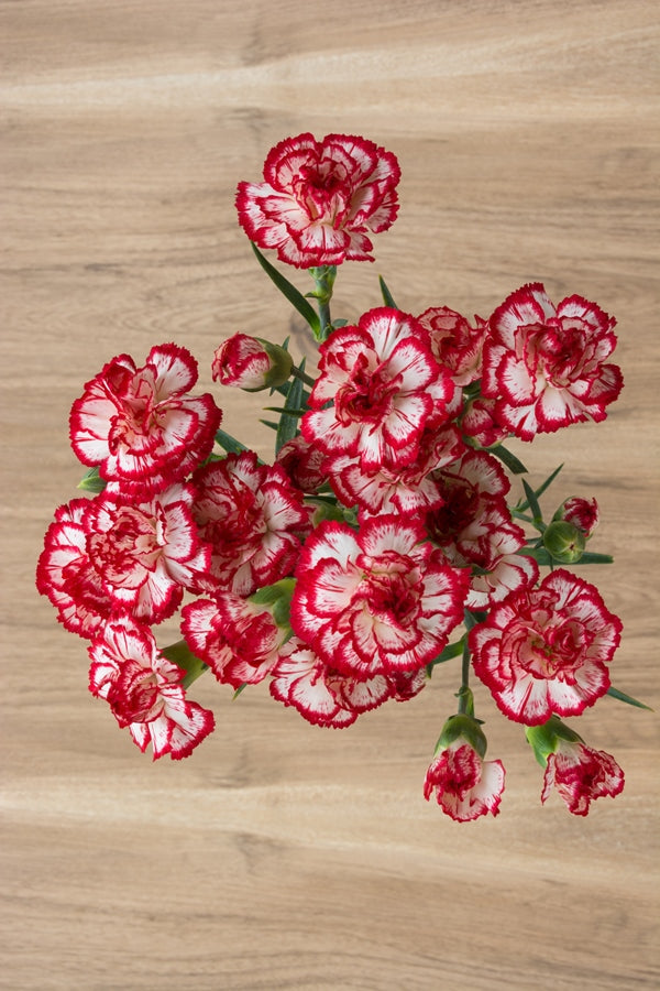 Red and White Mini Carnations