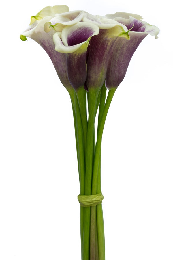 Picasso Bi-color Mini Calla