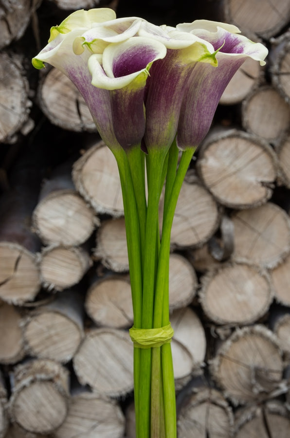 Picasso Bi-color Mini Calla