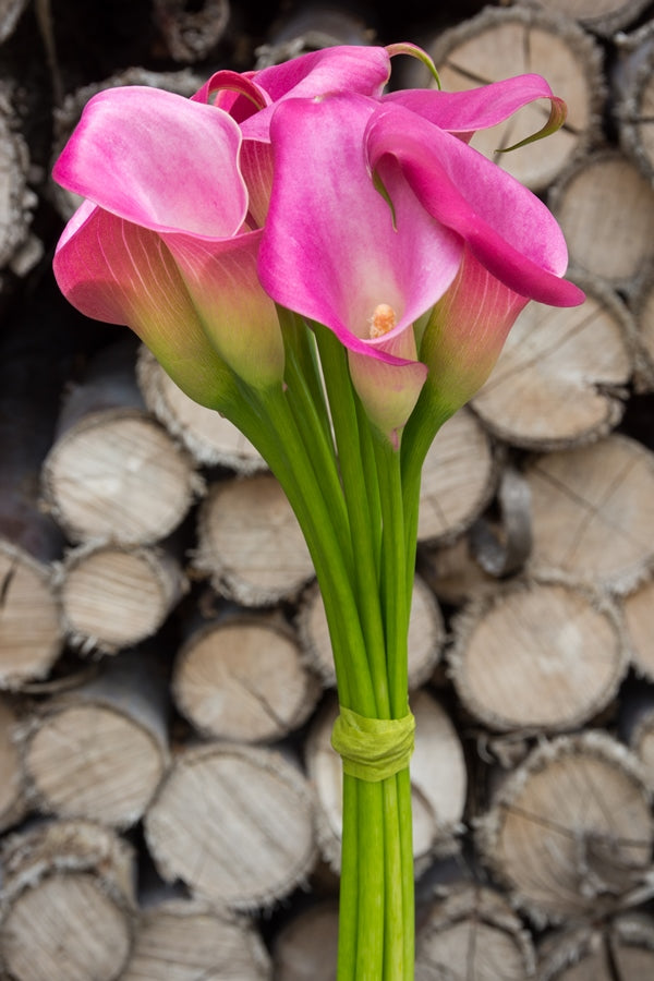 Hot Pink Mini Callas