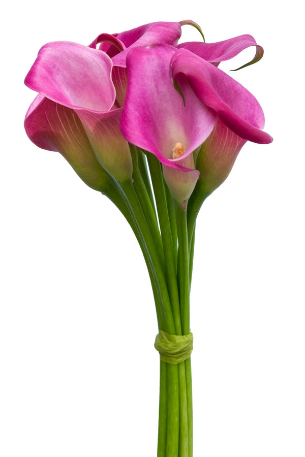 Hot Pink Mini Callas