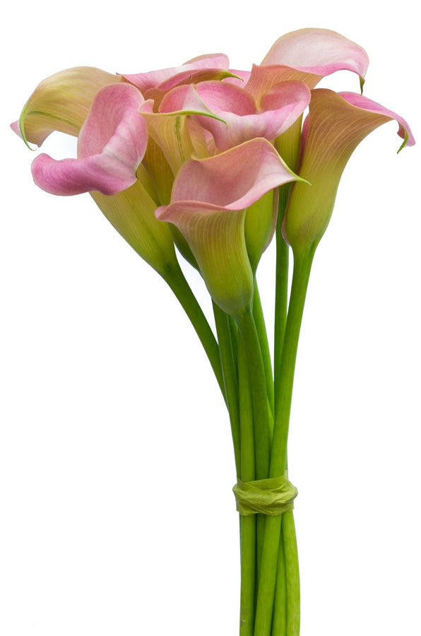 Light Pink Mini Callas