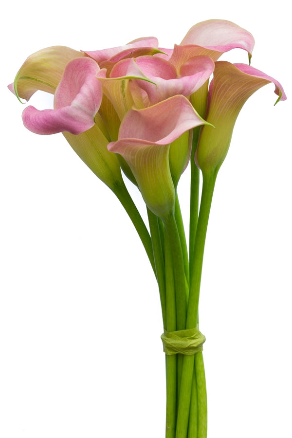 Light Pink Mini Callas