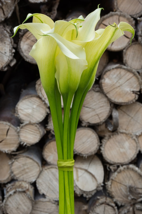 White Mini Calla