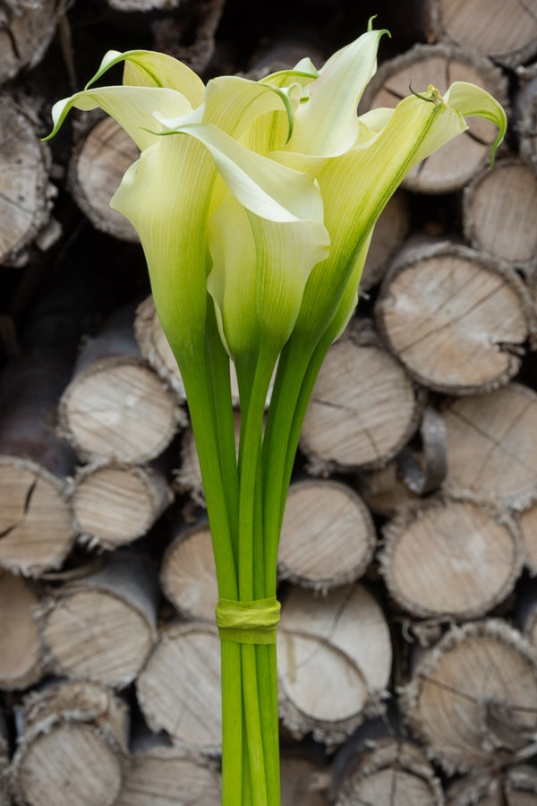 White Mini Calla