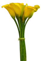 Yellow Mini Calla