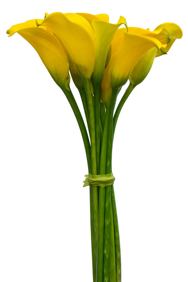 Yellow Mini Calla