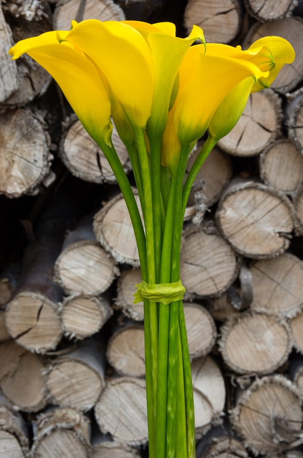 Yellow Mini Calla