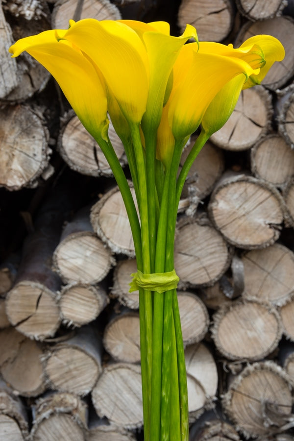 Yellow Mini Calla