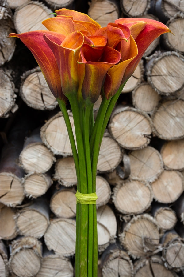 Orange Mini Calla
