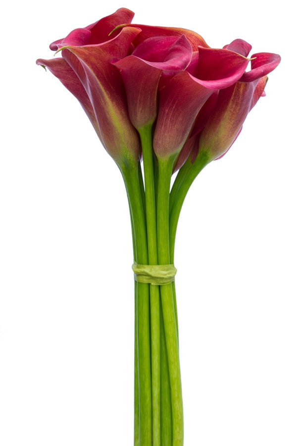 mini calla lily flower Red Mini Calla Lilies