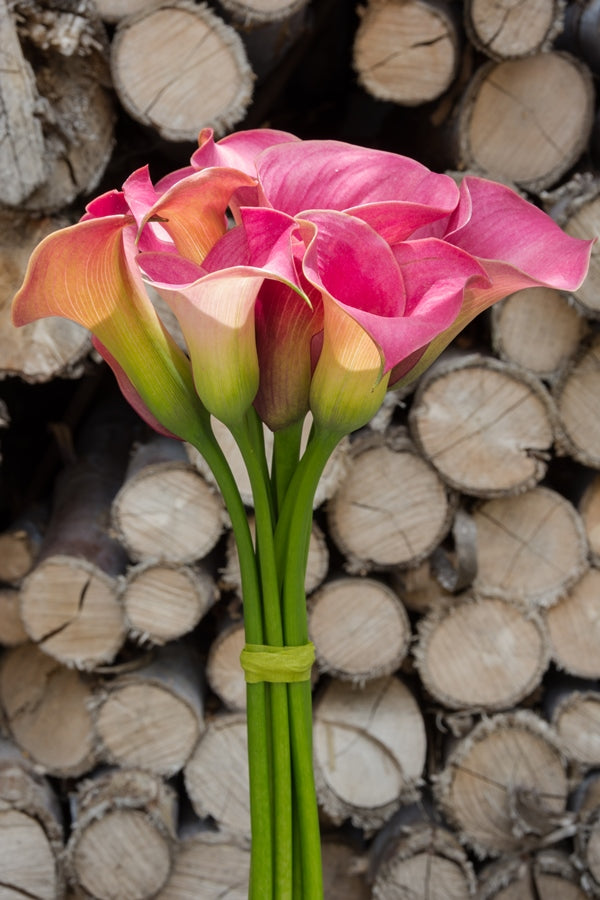 Pink Mini Calla