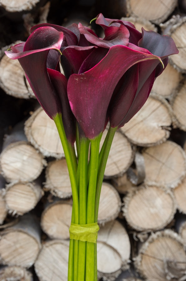 Black Mini Calla