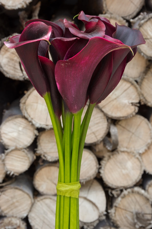Black Mini Calla