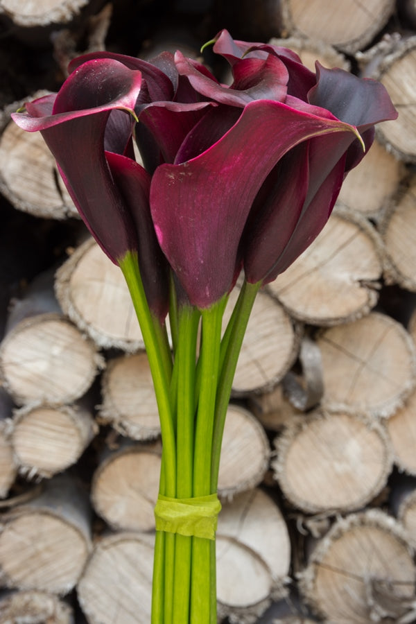 Black Mini Calla