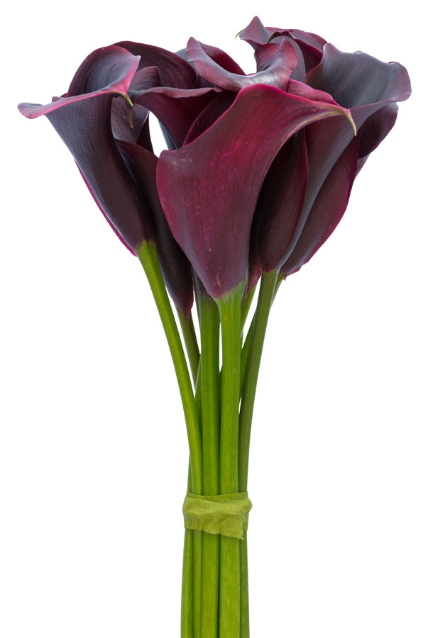 Black Mini Calla