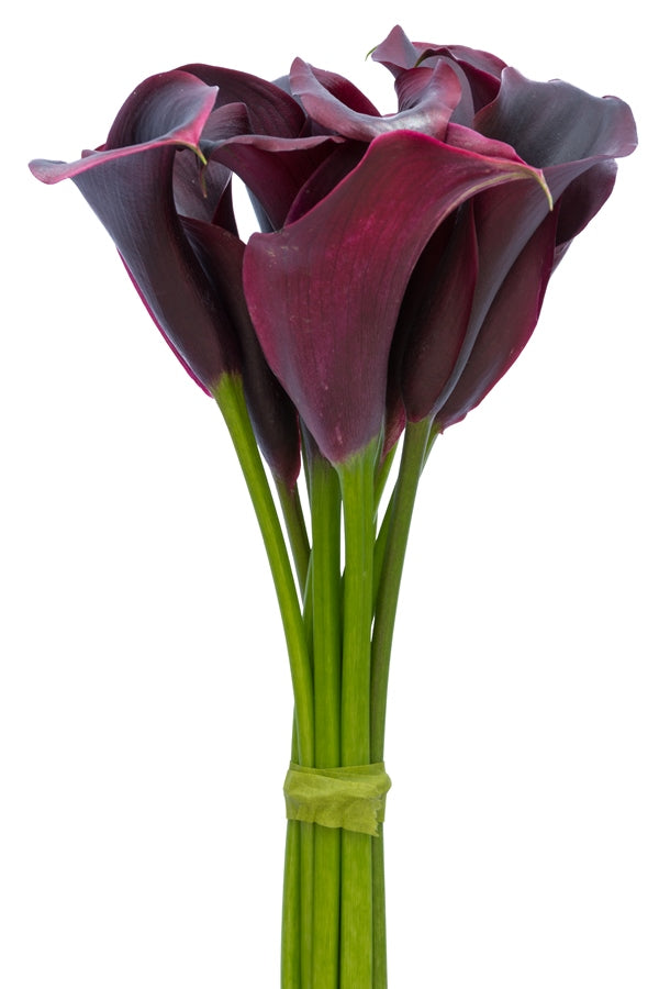 burgundy calla lily plant Dark Mini Calla Lilies