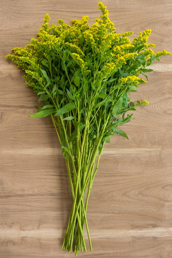 Aster Solidago Green