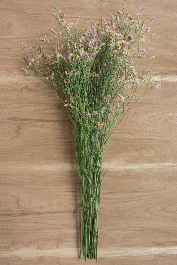 Limonium Sinensis Pink