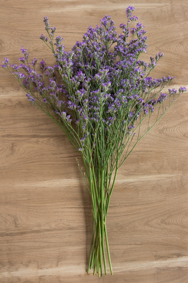 Limonium Maine Blue