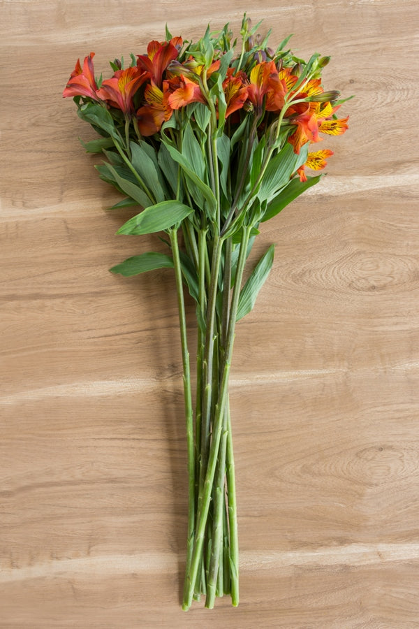 Orange Alstroemerias