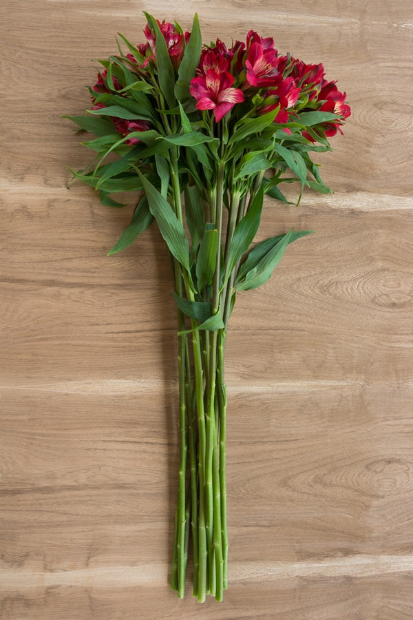 Red Alstroemerias