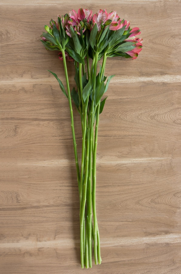 Light Pink Alstroemeria
