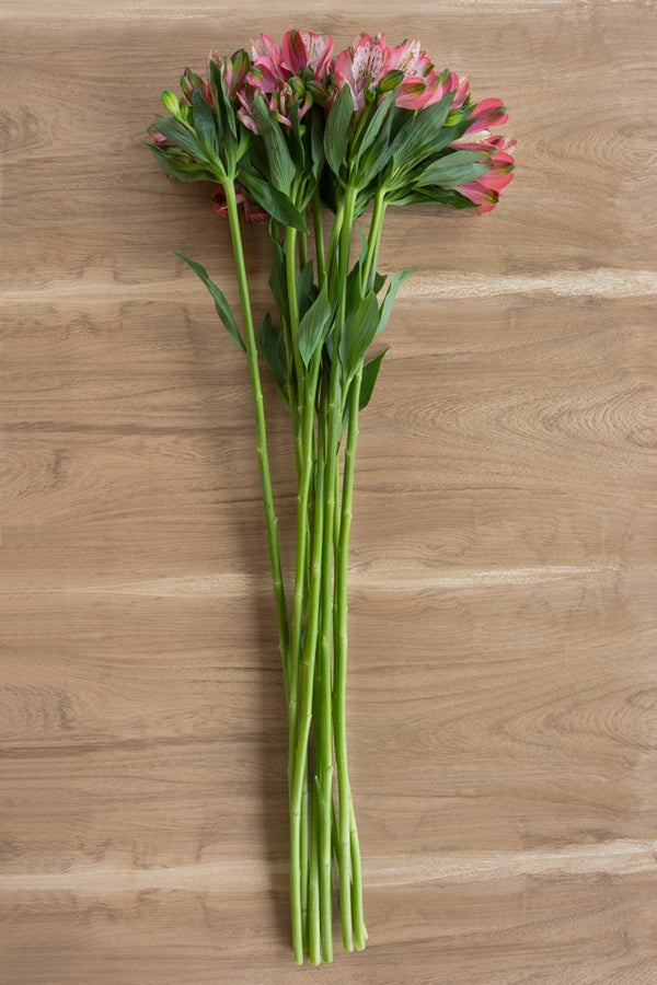 Light Pink Alstroemeria