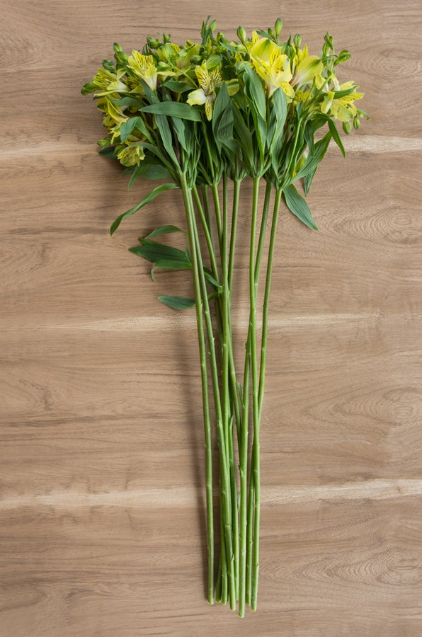 Lime Yellow Alstroemeria