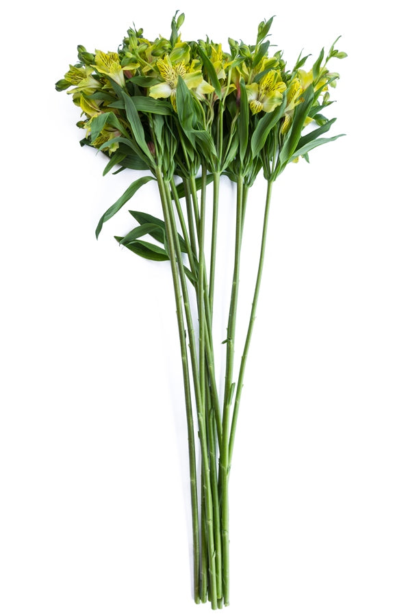 Lime Yellow Alstroemeria
