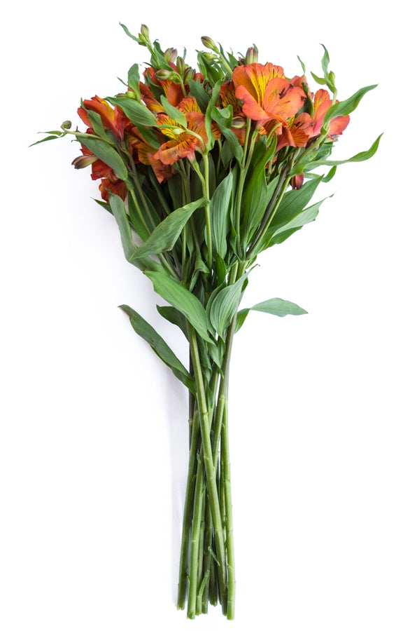 Orange Alstroemerias