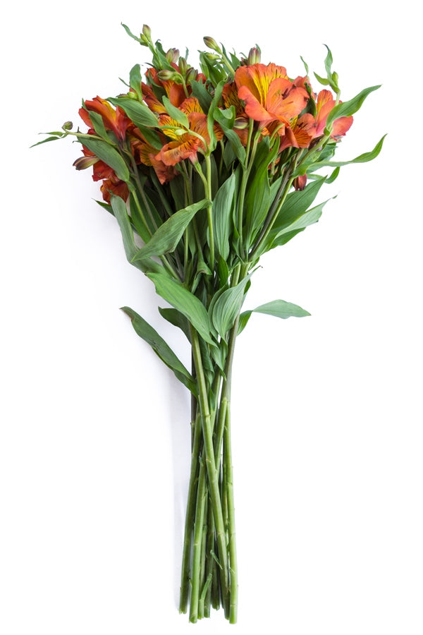 Orange Alstroemerias