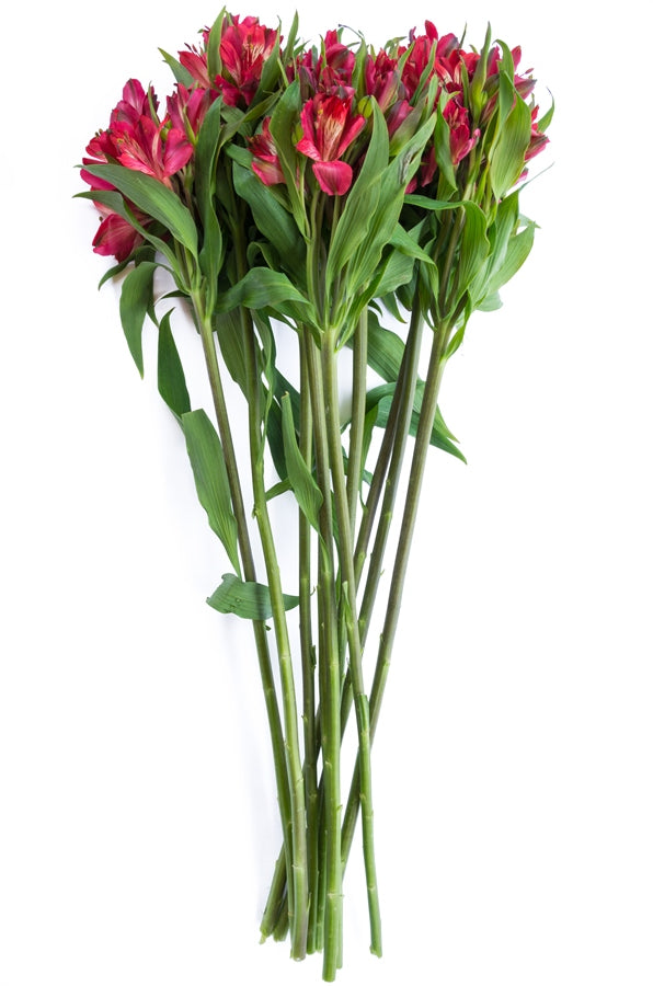 Red Alstroemerias