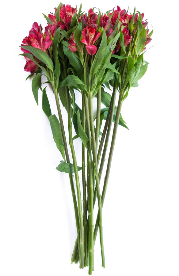 Red Alstroemerias