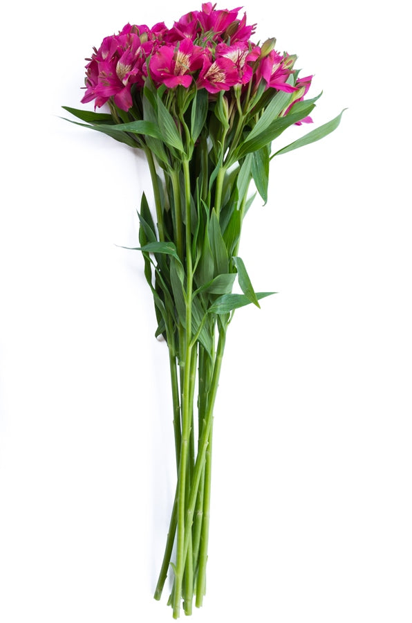 Hot Pink Alstroemerias