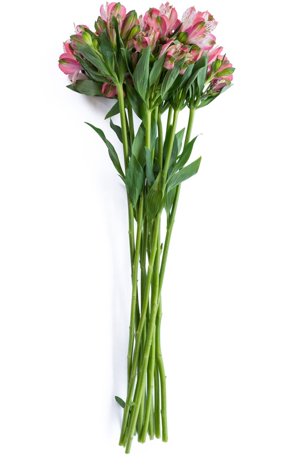 Light Pink Alstroemeria