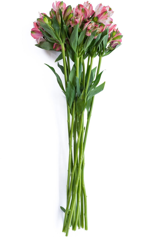 Light Pink Alstroemeria